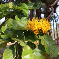Deplanchea tetraphylla