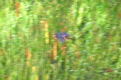 Ixobrychus flavicollis