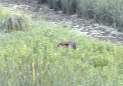 Ixobrychus flavicollis