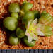 Calandrinia granulifera - Photo (c) Ellura Sanctuary, alguns direitos reservados (CC BY-NC), uploaded by Ellura Sanctuary