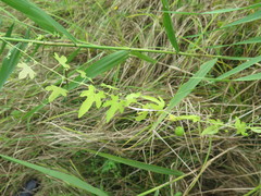 Actinostemma tenerum