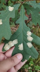 Tischeria ekebladella