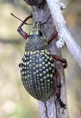 Catasarcus impressipennis