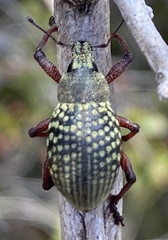 Catasarcus impressipennis