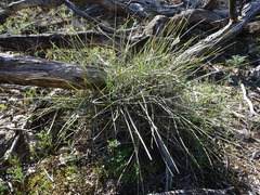 Lomandra effusa