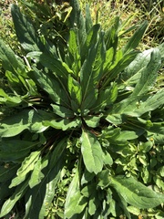 Echium plantagineum