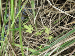 Actinostemma tenerum