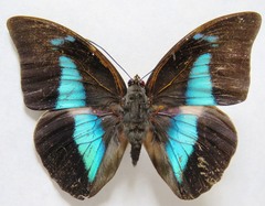 Archaeoprepona demophon centralis