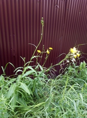 Sonchus arvensis uliginosus