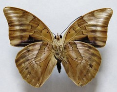 Archaeoprepona demophon centralis