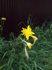 Sonchus arvensis uliginosus