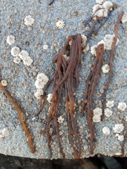 Nemalion elminthoides