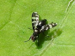 Herina frondescentiae