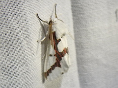 Euerythra phasma