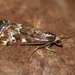 Karoo Moth - Photo (c) Bernard DUPONT, some rights reserved (CC BY-SA)