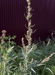 Artemisia vulgaris