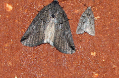 Prionofrontia strigata