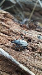 Pseudocleonus