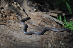 Carphophis amoenus amoenus