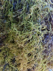 Odonthalia