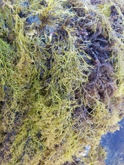 Odonthalia