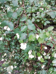 Symphoricarpos albus