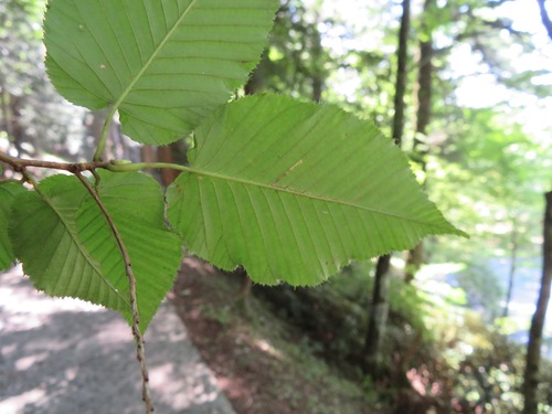 Image of Betula grossa by (c) Marco Mussita, some rights reserved (CC BY)