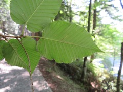 Betula grossa