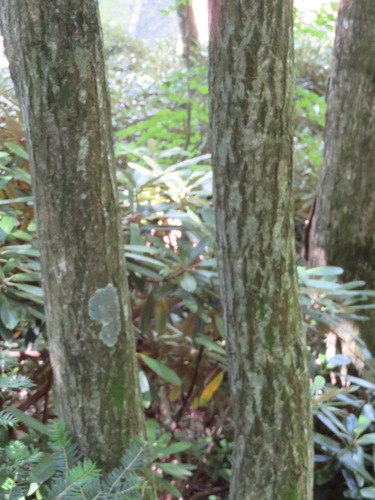 Betula grossa, photograph 4