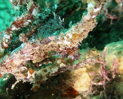 Heteroclinus roseus