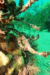 Heteroclinus roseus