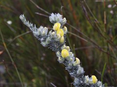 Aspalathus caledonensis