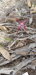 Caladenia filamentosa