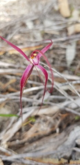 Caladenia filamentosa