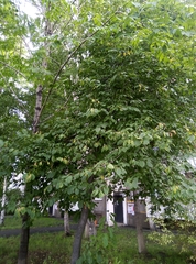 Prunus padus