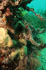 Heteroclinus roseus