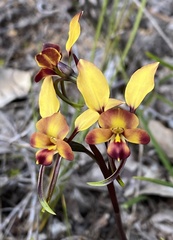 Diuris amplissima