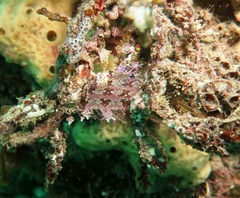 Heteroclinus roseus