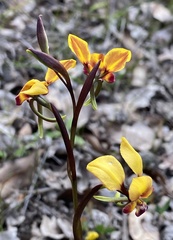 Diuris amplissima