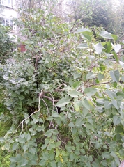 Syringa vulgaris