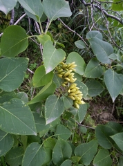 Syringa vulgaris