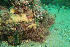 Heteroclinus roseus