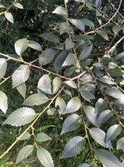 Ulmus pumila