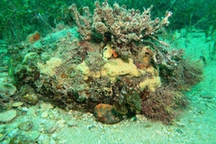 Heteroclinus roseus