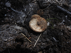 Inocybe lacera