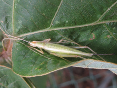 Oecanthus longicauda