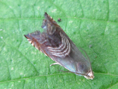 Grapholita delineana