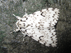 Lymantria monacha