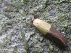 Opogona nipponica