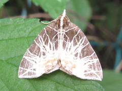Evecliptopera illitata